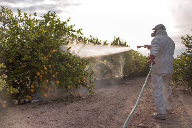 Best Wasp Removal Services  in Beulah, ND