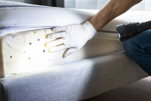 Best Emergency Pest Control  in Beulah, ND