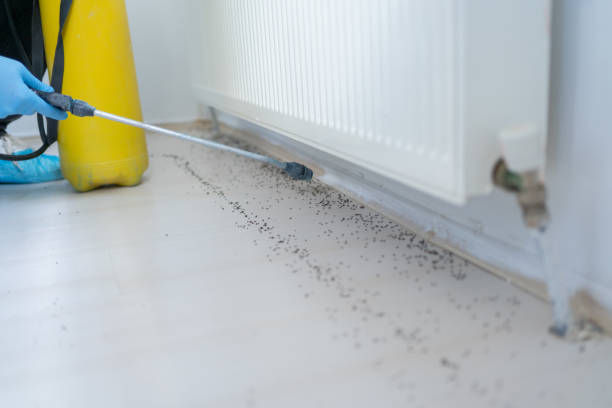 Best Affordable Exterminators  in Beulah, ND